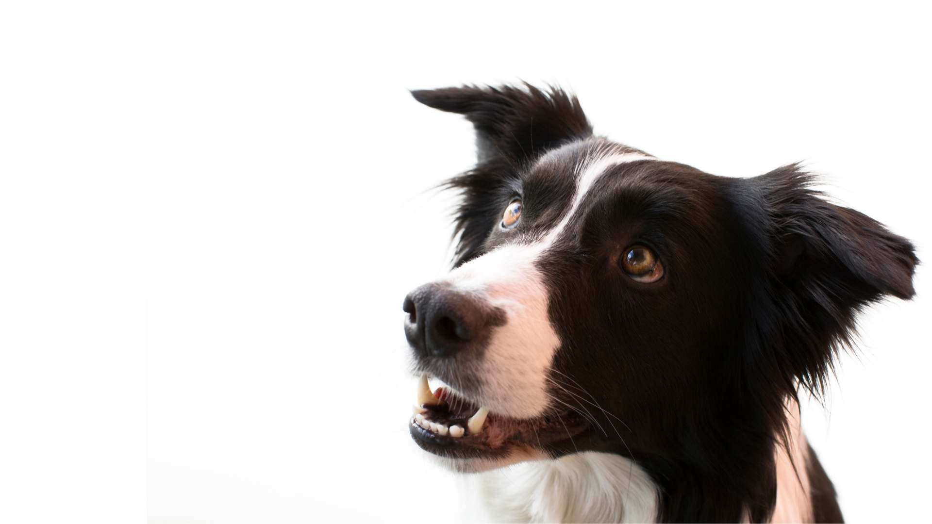 Artgerechte Hundeernährung